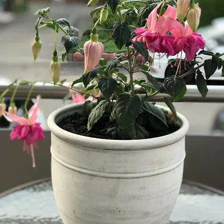 Rosalie Burgblick Europapark In Ca 15min Erreichbar